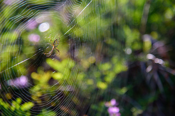 spider on web