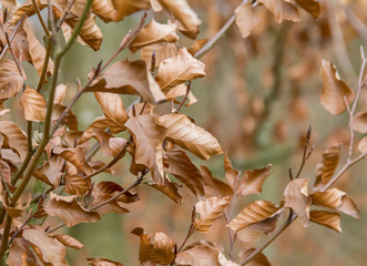 Poster - autumn foliage