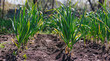 Garlic planted in a row on a garden bed. Green garlic leaves. Fragrant garlic in the country. Growing vegetables.