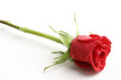 rosa rossa poggiata su un tavolo e isolata su sfondo bianco
