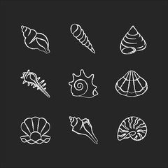 Poster - Sea shells chalk white icons set on black background