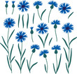 Set of hand drawn cornflowers. Vector isolated illustration in flat style