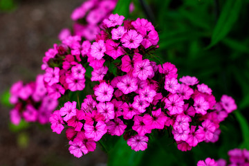 beautiful flowers in nature in the botanical garden