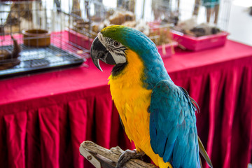 Close up view of blue-yellow macaw parrot portrait. Ara macaw parrot.