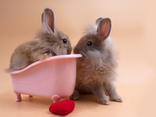 Two Adorable Rabbits, One In Pink Bathtub The Other One Sitting Outside Facing Each Other With Small Red Heart On The Floor Against Peach Color. Easter, Valentine's Day, International Siblings Day.