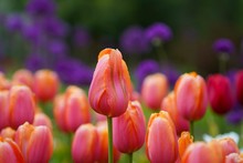 Single Pink Tulip Stands Tall Among A Garden Of Vibrant Pink Tulips