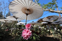 专业colourful Brollies Beach相片 Public Domain Pictures 页 专业colourful Brollies Beach相片 Public Domain Pictures 页