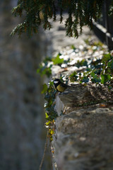 climbing on a tree