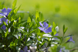 Fototapeta Tęcza - Periwinkle flowers, floral outdoor background, selective focus