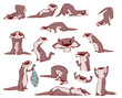 Colorful vector set of otter illustrations