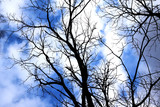 Fototapeta Tulipany - Stark bare tree branches silhouetted against a winter sky