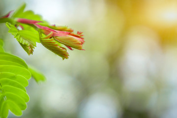 Wall Mural - Young shoots of tamarind leaves with a natural green bokeh background