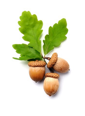 Wall Mural - Acorns with leaves.