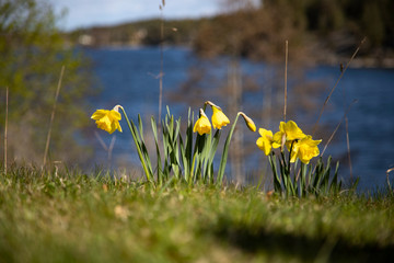 
Blooming daffodils on the background of the spring lake