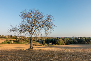 Wall Mural - Bäume im Frühjahr