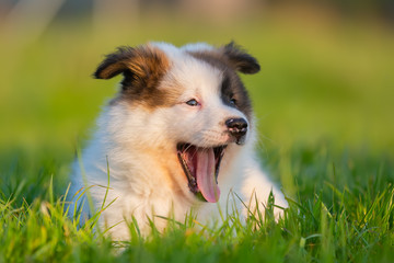 Wall Mural - portrait of a cute elo puppy