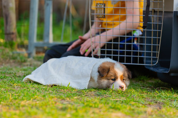 Sticker - cute elo puppy sleeps on the lawn