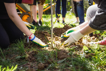 A group of young people plant a young tree in a city park. Children in gloves sprinkle the seedlings to the trunk of the seedling.