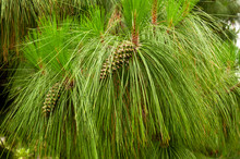 Furry Pine Branch With Long Needles And Young Green Cones