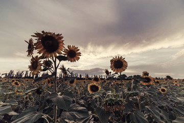 Wall Mural - Majestic sunset agricultural landscape