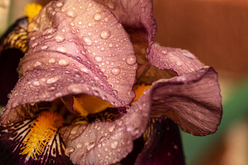 Iris in the Rain