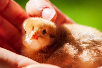 Small, fluffy chicken in a child's hand