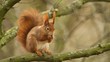 Ein rotes eurasisches Eichhörnchen sitzt im Herbst auf einem kahlen Ast mit einer Nuss in den Pfoten, sciurus vulgaris
