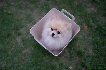 Pomeranian dog in the basket