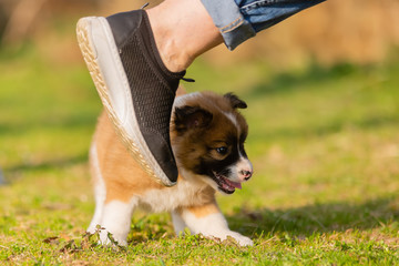 Sticker - person walks along an elo puppy