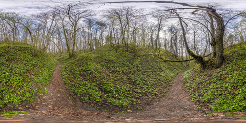 Wall Mural - Full spherical seamless hdri panorama 360 degrees angle view on path in ravine among deciduous forest with spring flowers in equirectangular projection, VR AR content