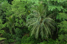 Detail Of Coastal Tropical Forest Of Pulau Ubin Island (Singapore) From Above