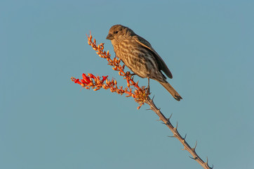 Wall Mural - House finch feeding on ocotillo flowers;  Big Bend NP;  Texas