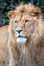 Portrait Of Young Male Lion In Natural Habitat