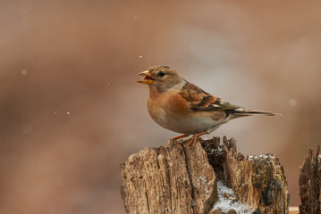 Wall Mural - Brambling (Fringilla montifringilla) in winter