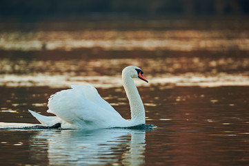 Poster - Mute swan, Cygnus olor, swiming.