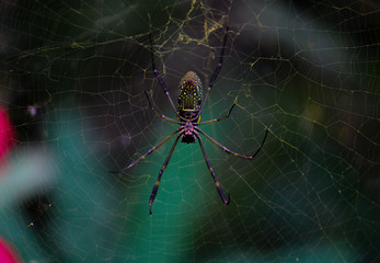 spider on the web