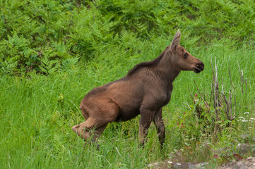 Wall Mural - Moose calf in marsh Algonquin Park Ontario Canada