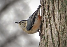 Close-up Of White-breasted Nuthatch On Tree Trunk