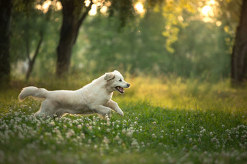 Wall Mural - dog is playing in the park. Golden retriever runs on the grass. Pet for a walk