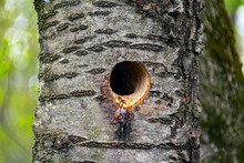 Young Woodpecker Looks Out Of A Hollow