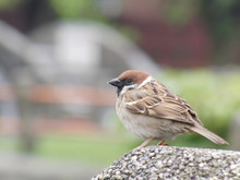 Close Up Shot Of The Beautiful Sparrow
