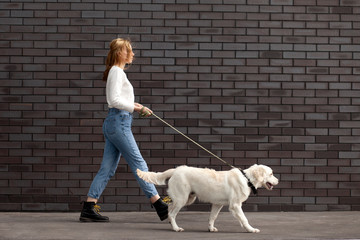 young urban girl walks with a dog on the street against the background of the wall, a woman runs with a retriever puppy