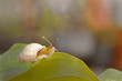 Snail stay on leaf and looking up