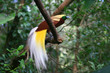 Close up shot of the Raggiana bird-of-paradise