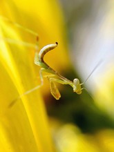 Close-up Of Praying Mantis On Yellow Flower