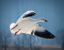 A Snow Goose Comes In For A Landing At Middle Creek Wildlife Refuge