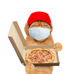 Poster - Pizza delivery dog wearing medical protective mask and red cap holds open box of the pizza. isolated on white background