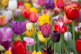 Fototapeta Tulipany - Tulipani colorati