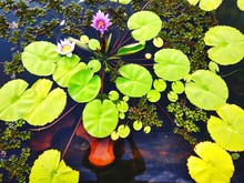 High Angle View Of Water Lilies Blooming In Pond
