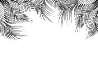 Poster - black leaf of palm tree on white background